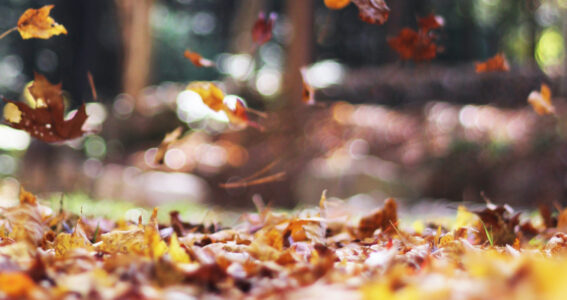 ‘In a Nutshell’ – A Change of Season: ASX Listed Aged Care Company – Year End 2018 Results