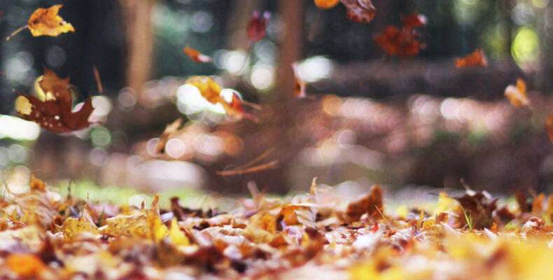 ‘In a Nutshell’ – A Change of Season: ASX Listed Aged Care Company – Year End 2018 Results