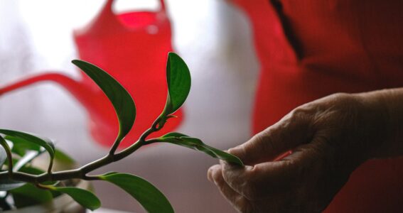 Rethinking Care Planning